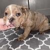Mini English Bulldogs