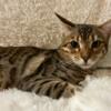 "SAMIR" BROWN BENGAL MALE KITTEN LOOKING FOR HIS FOREVER HOME ASAP