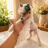 Chinese crested boy powderpuff