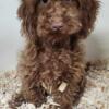 MINI POODLES REDUCED PRICE THIS WEEKEND ONLY