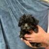 Havanese poodle male