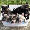 Bully pups