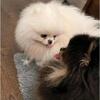 PURE POMERANIAN  2 BOYS 2 GIRLS