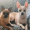 Puppy Chihuahuas for sale