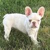 GORGEOUS FRENCH BULLDOG PUPPIES - HUGS