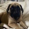 PRICE REDUCED English Mastiff Pups $600