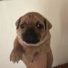 Pug mixed puppies taking deposits