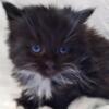 Beautiful  Maine Coon Kitten