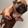 Pressa Canario puppies, Dogs ,Mastiff Breed