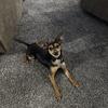 9 month chihuahua terrier mix