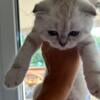 Scottish fold male kitten