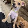 Chihuahua Male