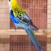 Palehead rosella male