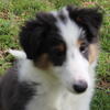 Shetland Sheepdog (Sheltie) Puppies born 01/19/2025