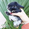 Netherland Dwarf and Holland Lop baby bunny rabbits