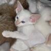Siamese kittens