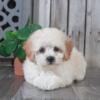 Lacey- Sweet female Poochon Puppy