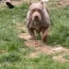 2yr old Lilac Tri female bully for sale 