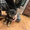Akc Rottweilers