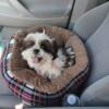 Bubbly 3 month old Shih Tzu