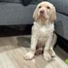 English Labrador puppy