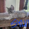 Maine Coon Purebred female, Sylvi