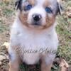 Mini Aussie Blue Merle Male Blue Eyes