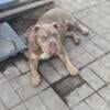 AMERICAN BULLY PUPPIES (FEMALE)