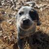 Blue heeler puppies