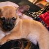 4 Male Chihuahua Puppies (8 Weeks Old)
