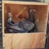 English Carrier pigeon mated pair