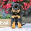 Stunning AKC Rottweiler Puppies