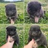Pomeranian puppies