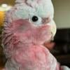 Rose Breasted / Galah Cockatoo