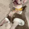 WHITE with BLUE EYES… ALBINO FRENCH BULLDOG FEMALE (REHOMING)