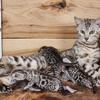 bengal kittens ready for cuddles tica parents