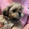 Shih Tzu puppies for sale