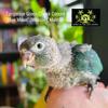Turquoise Green Cheek Conure