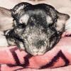 2 bonded female chinchillas