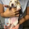 Lemon Beagle Puppy Born avender