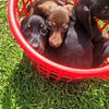 Dachshund miniature pups