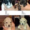 miniature poodles