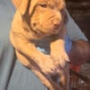 Old school  Gotti line blue pit blood