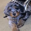 Aussiedoodle puppies