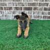 Belgian Malinois puppies akc registered