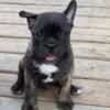 French Bulldog brindle male available now