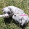 Australian Shepherd Puppy Fionna!