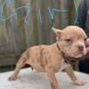 Quality Registered American Bullies for an Affordable Price