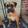 Bo male purebred ckc boxer needs new home!
