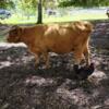 Sell/Trade/Payments ok, BRED SCOTTISH HIGHLAND COW, Delivery available